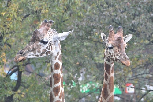 １０月７日　旭山動物園　アミメキリン