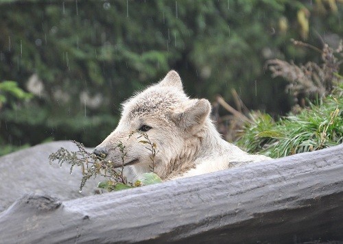 10月7日 旭山動物園 雨に打たれる子オオカミ達