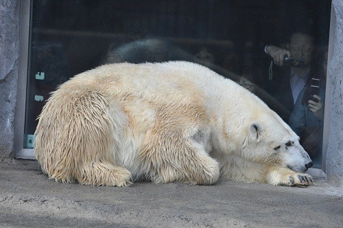 10月7日 旭山動物園 ホッキョクグマ お昼過ぎ
