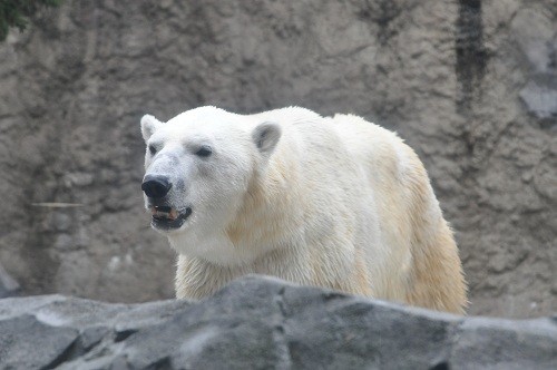 10月7日 旭山動物園 サツキの帰宅とイワンの出勤 もぐもぐタイム