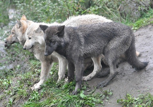 10月7日 旭山動物園 シンリンオオカミの遠吠え