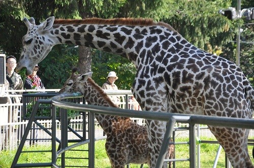 １０月９日 円山動物園 マサイキリン 滝上発 動物園の動物が大好き By 西紋のマツ