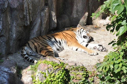 １０月９日　円山動物園　朝のアムールトラとライオン