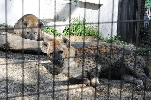 １０月９日　円山動物園　ブチハイエナ