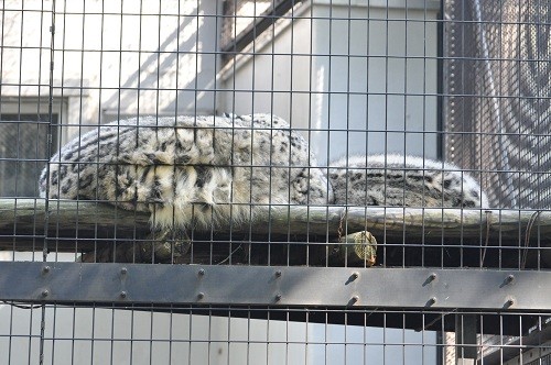 １０月９日　円山動物園　ユキヒョウの朝