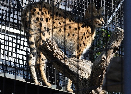 １０月９日　円山動物園　サーバルキャットの朝