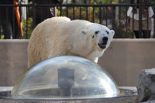 10月16日 旭山動物園 ホッキョクグマ 裏もぐ