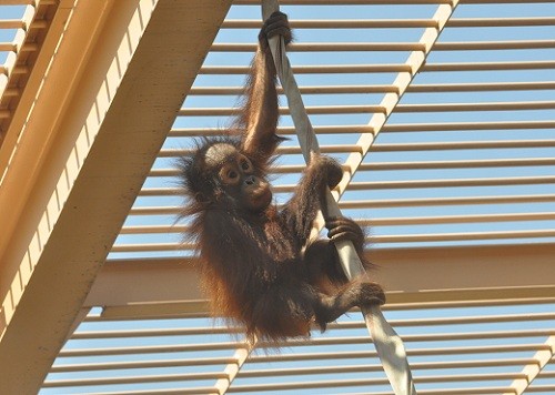 １０月９日　円山動物園　オランウータン