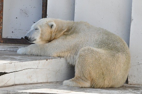 10月9日 円山動物園 ホッキョクグマのアイラ1