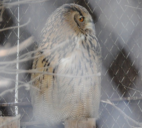 旭山動物園のワシミミズク　円山動物園のワシミミズク