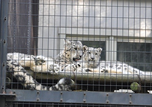 １０月９日　円山動物園　ユキヒョウの１４時