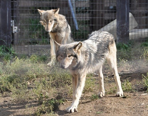 １０月９日　円山動物園　シンリンオオカミの１４時過ぎ