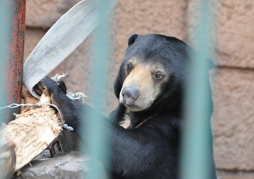 １０月９日　円山動物園　ウメキチとゴマキ