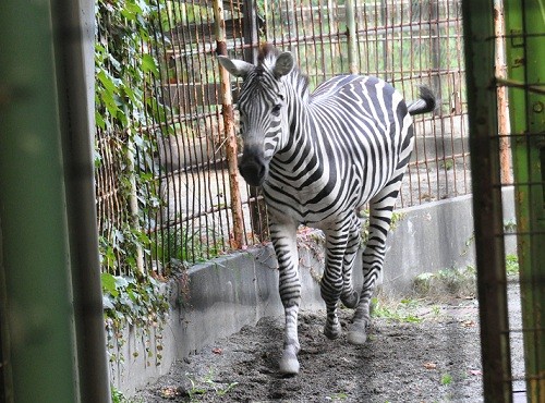 １０月９日　円山動物園　シマウマとダチョウの帰宅