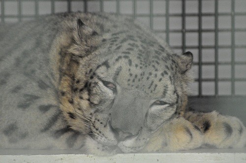 １０月９日　円山動物園　閉園時間直前のユキヒョウたち