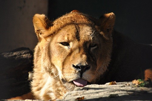 １０月２０日　おびひろ動物園　ライオン　エルザ１