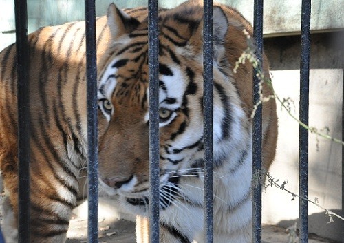 １０月２０日　おびひろ動物園　アムールトラ　タツオ１