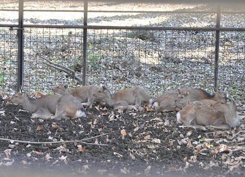 １０月２０日　おびひろ動物園　エゾシカ