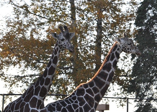 １０月２０日　おびひろ動物園　キリンを見ていると・・・