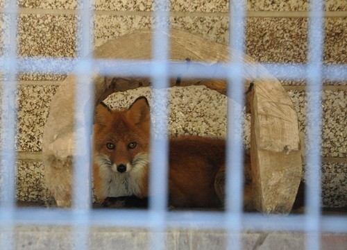 １０月２０日　おびひろ動物園　キタキツネの北斗