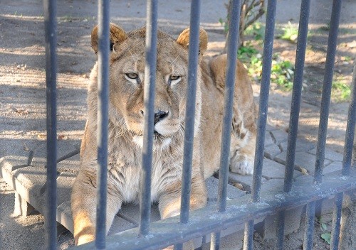 １０月２０日　おびひろ動物園　１５時過ぎの西側の仲間たち