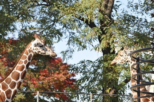 １０月２０日　おびひろ動物園　寝室へと帰るアミメキリン