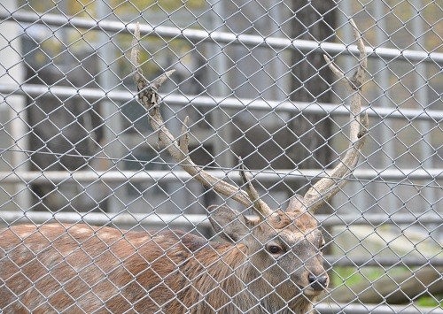 １０月１１日　旭山動物園　エゾシカ　鶴岡君