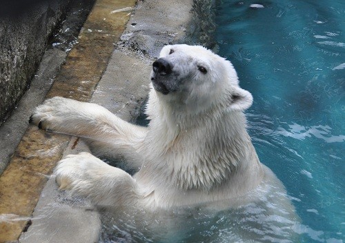 10月11日 旭山動物園 もぐもぐタイム中・・・その裏側では?
