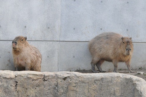 １０月１１日　旭山動物園　１２：４６のカピバラ