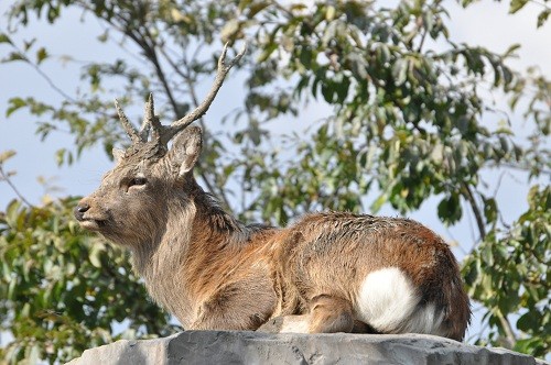 １０月１１日　旭山動物園　エゾシカ　まだ君