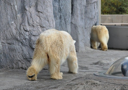 10月11日 旭山動物園 午後からのルルとピリカ