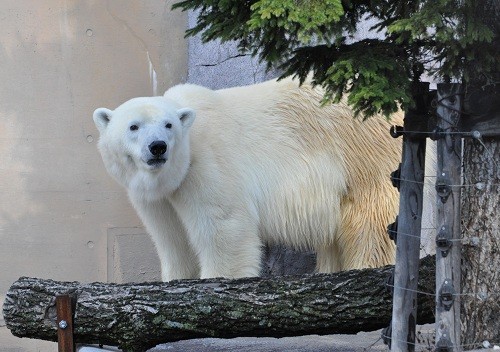 10月13日 旭山動物園 ホッキョクグマ ピリカ