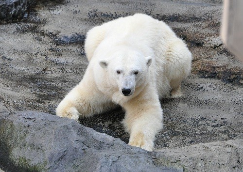 10月28日 旭山動物園 ホッキョクグマ サツキの背泳ぎ?