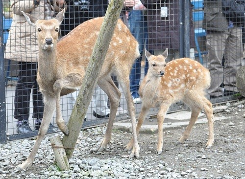 １０月１３日　旭山動物園　エゾシカのもぐもぐタイム