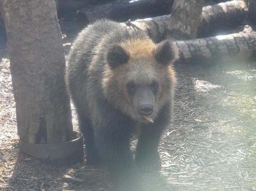 １０月１３日　旭山動物園　エゾヒグマ　とんこ親子