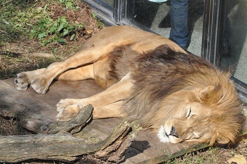 １０月１３日　旭山動物園　ライオンたち
