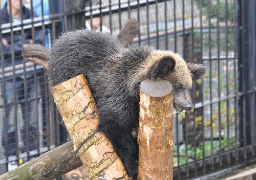 １０月１６日　旭山動物園　エゾヒグマの子どもたち