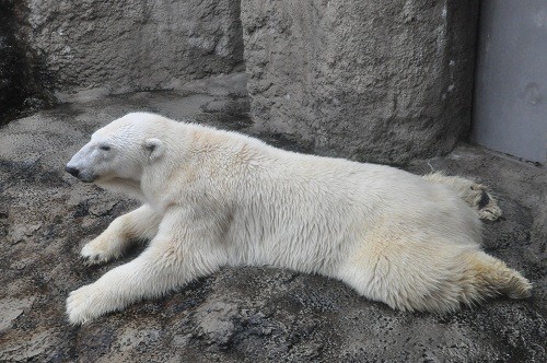10月16日 旭山動物園 ホッキョクグマ サツキ ルル ピリカ