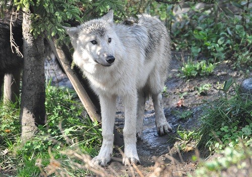 10月16日 旭山動物園 シンリンオオカミ