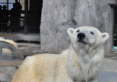 11月3日 旭山動物園 飼育係さん風の男性を追うピリカ