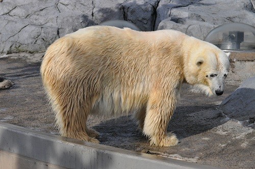 11月3日 旭山動物園 ホッキョクグマの午前