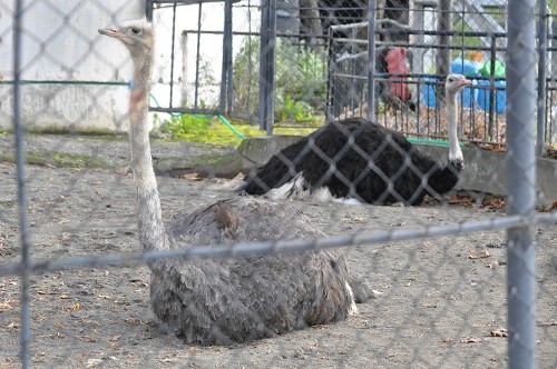 １０月２８日　旭山動物園　ダチョウ　モモイロペリカン　アミメキリン