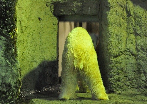 10月28日 旭山動物園 ホッキョクグマのご帰宅