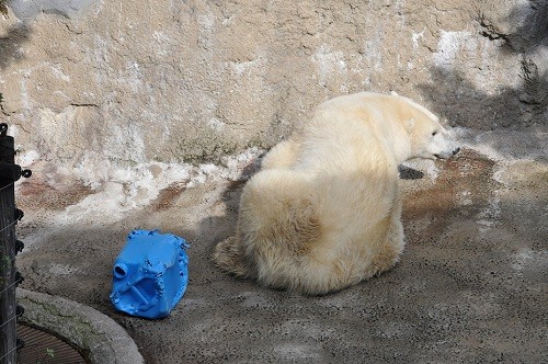 11月3日 旭山動物園 ホッキョクグマ サツキのもぐもぐタイム
