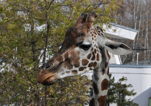 (動画追加しました)１１月３日　旭山動物園　アミメキリン