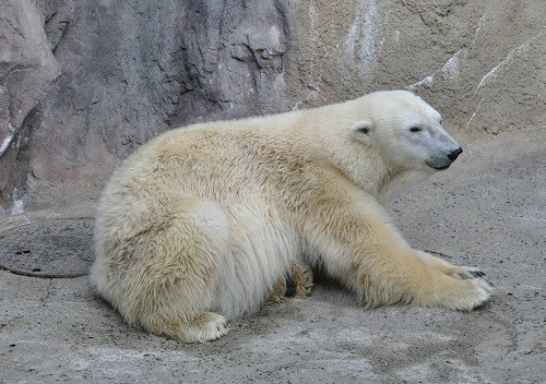 11月3日 旭山動物園 ホッキョクグマの午後