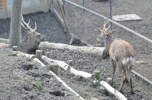 １１月３日　旭山動物園　エゾシカ