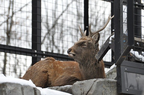 １１月１８日　旭山動物園　エゾシカ　きりかぶ・・・と、マカロニ