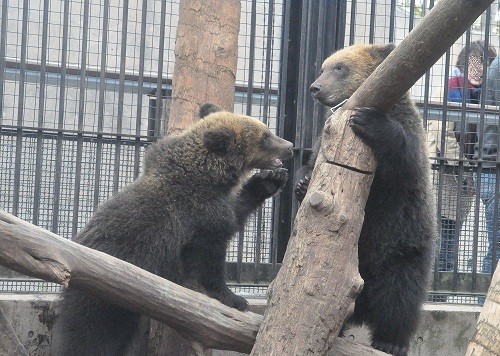 １１月１８日　旭山動物園　エゾヒグマの午後