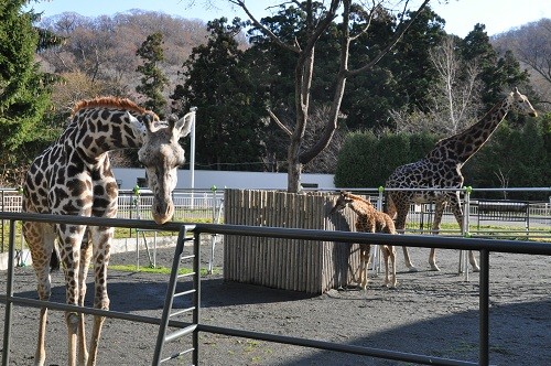 (動画を追加しました)１１月２０日　円山動物園　マサイキリン